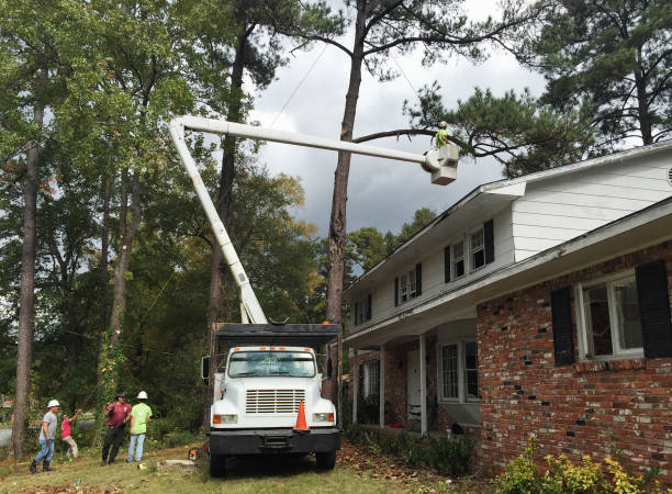 Best Storm Damage Tree Cleanup  in Marissa, IL