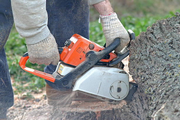 Professional Tree Removal Services in Marissa, IL